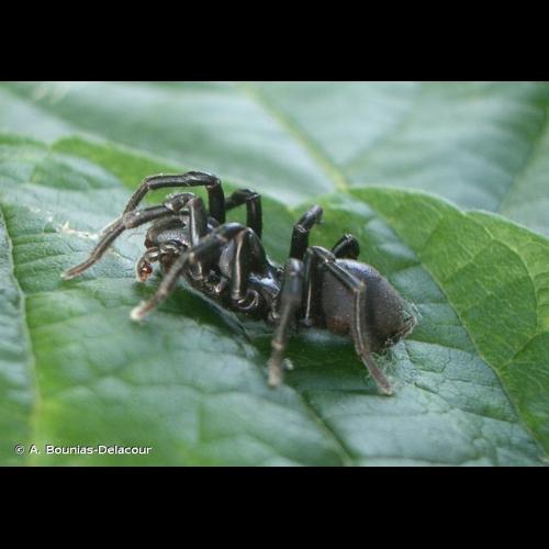 <i>Atypus piceus</i> (Sulzer, 1776) © A. Bounias-Delacour