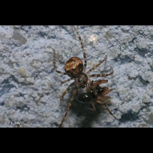 <i>Ero furcata</i> (Villers, 1789) © J-J. Tilly