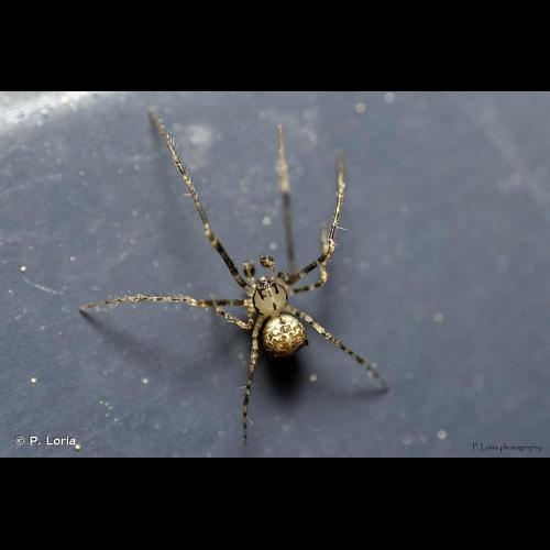 <i>Ero aphana</i> (Walckenaer, 1802) © P. Loria