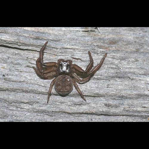 <i>Coriarachne depressa</i> (C.L. Koch, 1837) © S. Déjean