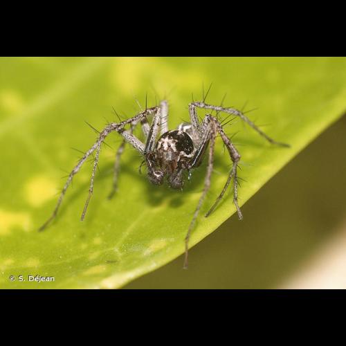 <i>Oxyopes heterophthalmus</i> (Latreille, 1804) © S. Déjean