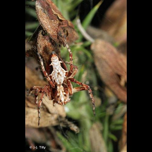 <i>Oxyopes ramosus</i> (Martini & Goeze, 1778) © J-J. Tilly