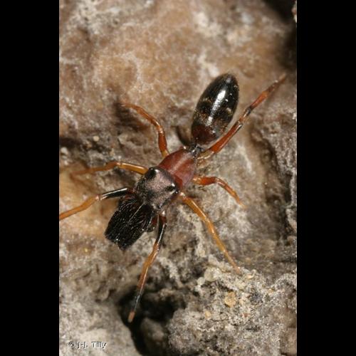 <i>Myrmarachne formicaria</i> (De Geer, 1778) © J-J. Tilly