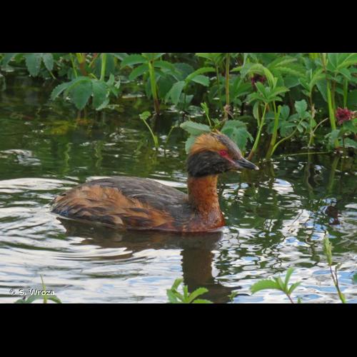 <i>Podiceps auritus</i> (Linnaeus, 1758) © S. Wroza