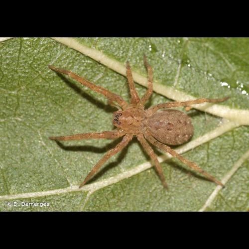 <i>Zoropsis media</i> Simon, 1878 &copy; D. Demerges