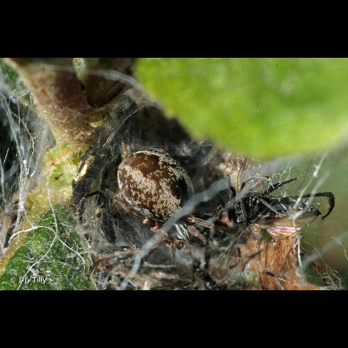 <i>Dictyna arundinacea</i> (Linnaeus, 1758) © J-J. Tilly