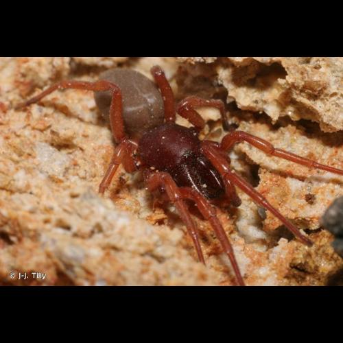 <i>Dysdera crocata</i> C.L. Koch, 1838 &copy; J-J. Tilly