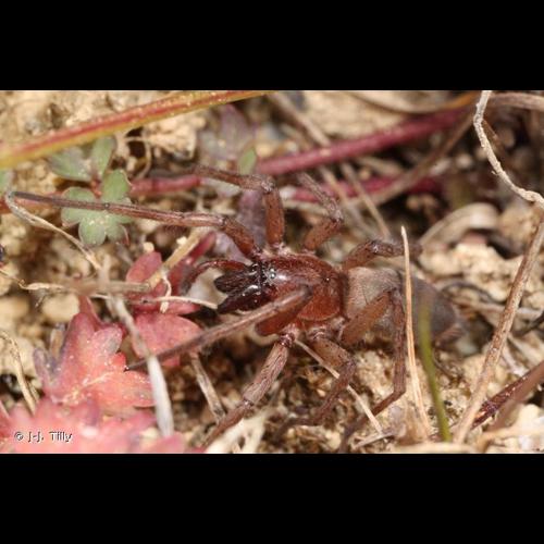 <i>Drassodes lapidosus</i> (Walckenaer, 1802) © J-J. Tilly