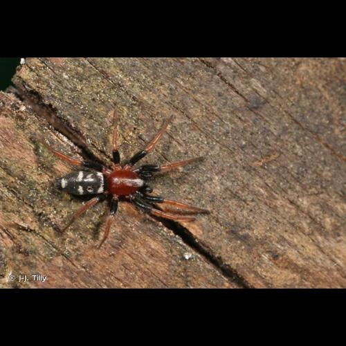 <i>Poecilochroa variana</i> (C.L. Koch, 1839) © J-J. Tilly