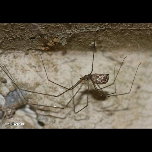 <i>Holocnemus pluchei</i> (Scopoli, 1763) &copy; S. Déjean