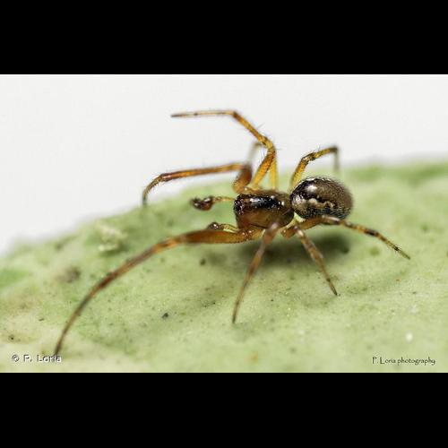 <i>Anelosimus vittatus</i> (C.L. Koch, 1836) © P. Loria