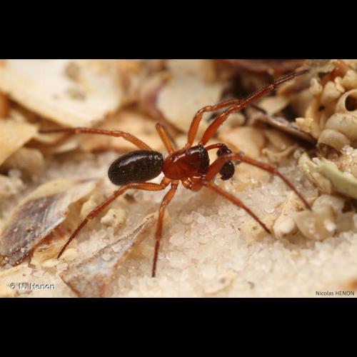 <i>Robertus arundineti</i> (O. Pickard-Cambridge, 1871) © N. Henon