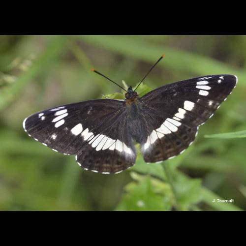 <i>Limenitis camilla</i> (Linnaeus, 1764) © J. Touroult