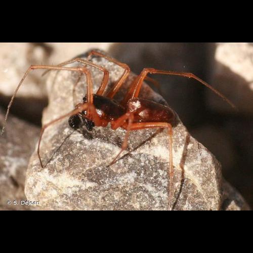 <i>Linyphia hortensis</i> Sundevall, 1830 © S. Déjean