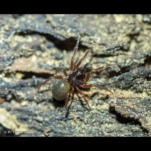 <i>Micrargus herbigradus</i> (Blackwall, 1854) © P. Tyssandier