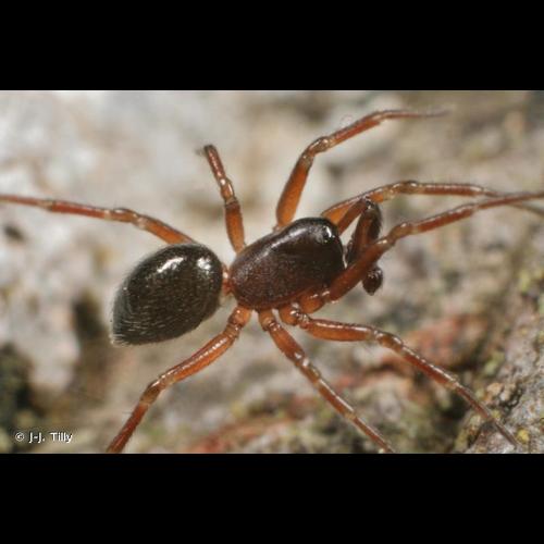 <i>Tiso vagans</i> (Blackwall, 1834) &copy; J-J. Tilly