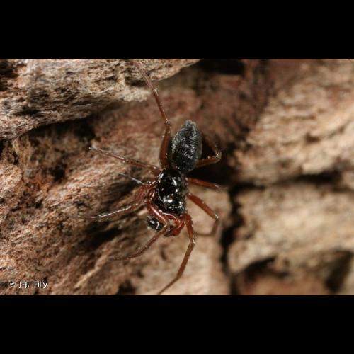 <i>Erigone atra</i> Blackwall, 1833 © J-J. Tilly