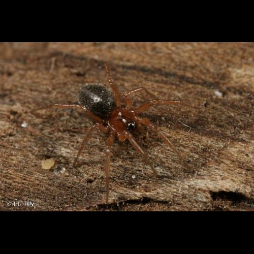 <i>Oedothorax fuscus</i> (Blackwall, 1834) © J-J. Tilly