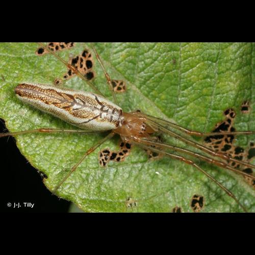 <i>Tetragnatha montana</i> Simon, 1874 © J-J. Tilly