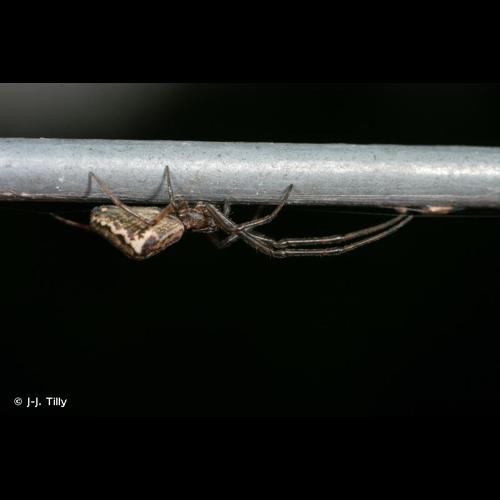 <i>Tetragnatha obtusa</i> C.L. Koch, 1837 © J-J. Tilly