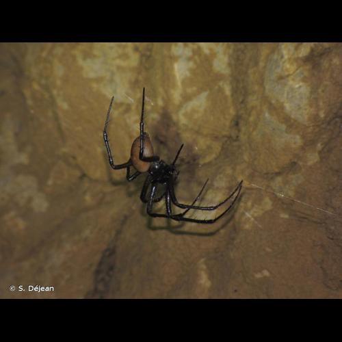 <i>Meta bourneti</i> Simon, 1922 &copy; S. Déjean