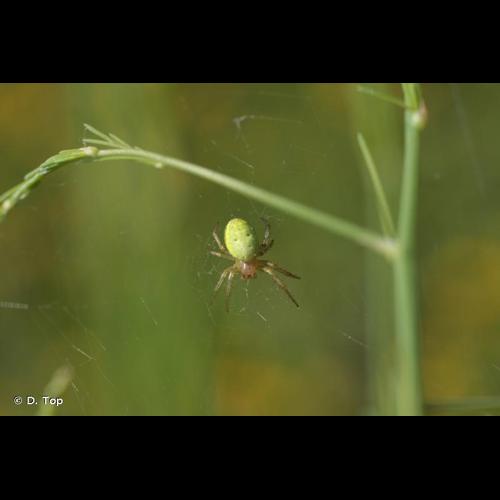 <i>Araniella opisthographa</i> (Kulczyński, 1905) © D. Top