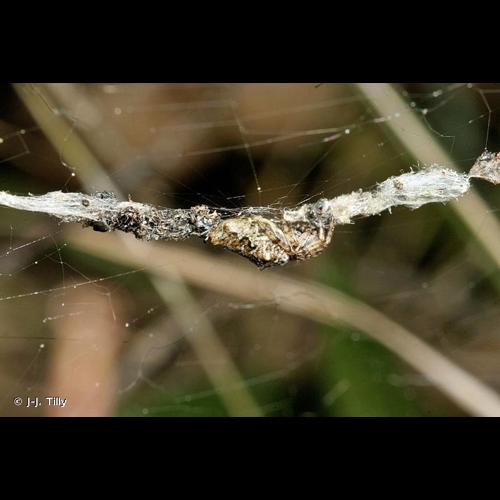 <i>Cyclosa oculata</i> (Walckenaer, 1802) © J-J. Tilly
