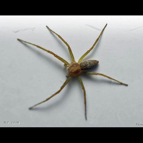 <i>Philodromus rufus</i> Walckenaer, 1826 © P. Loria
