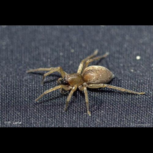 <i>Clubiona reclusa</i> O. Pickard-Cambridge, 1863 © P. Loria