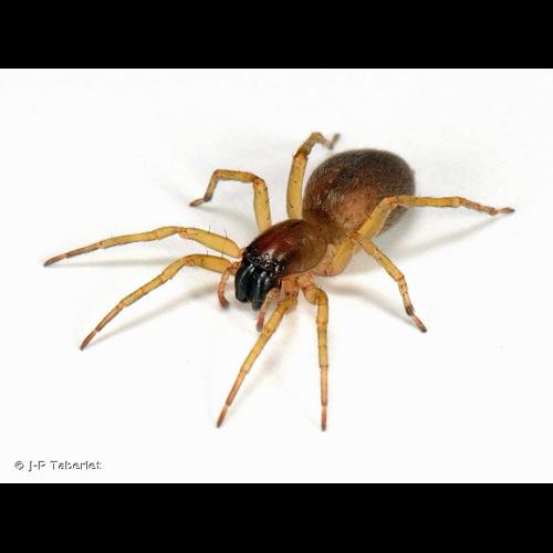 <i>Clubiona lutescens</i> Westring, 1851 &copy; J-P Taberlet