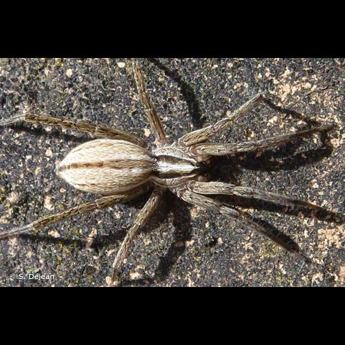 <i>Zora parallela</i> Simon, 1878 © S. Déjean