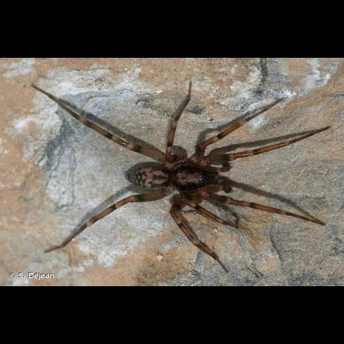 <i>Liocranum rupicola</i> (Walckenaer, 1830) © S. Déjean