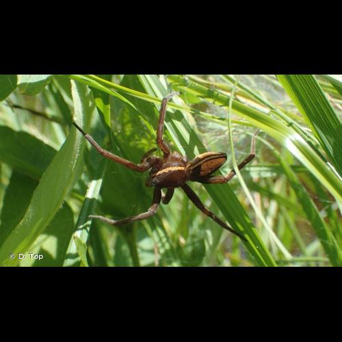 <i>Dolomedes plantarius</i> (Clerck, 1758) © D. Top