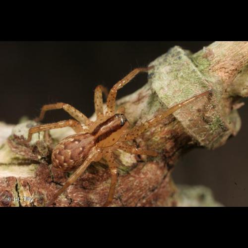 <i>Hygrolycosa rubrofasciata</i> (Ohlert, 1865) &copy; J-J. Tilly