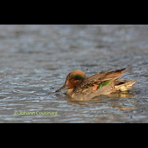 <i>Anas crecca carolinensis</i> Gmelin, 1789 © Johann Cousinard