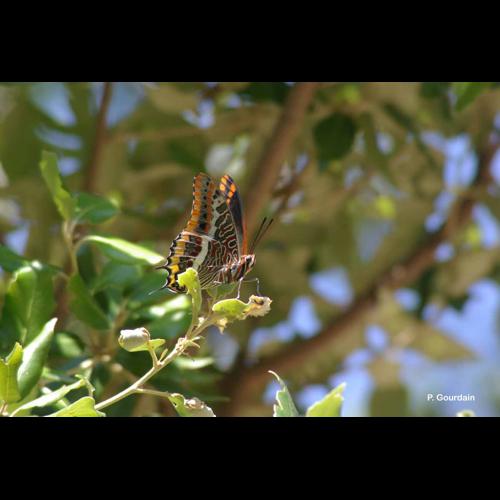 <i>Charaxes jasius</i> (Linnaeus, 1767) © P. Gourdain