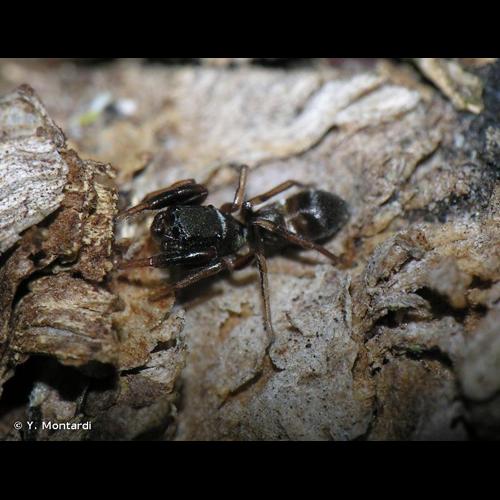 <i>Synageles venator</i> (Lucas, 1836) © Y. Montardi