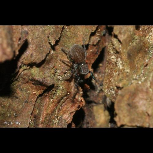 <i>Neon reticulatus</i> (Blackwall, 1853) © J-J. Tilly