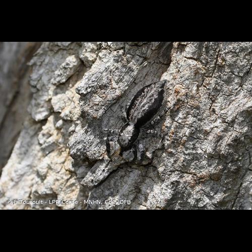 <i>Menemerus taeniatus</i> (L. Koch, 1867) © J. Touroult - LPR Corse - MNHN, CdC, OFB