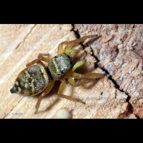 <i>Heliophanus tribulosus</i> Simon, 1869 &copy; C. Quintin