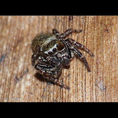 <i>Dendryphantes rudis</i> (Sundevall, 1833) © Y. Montardi