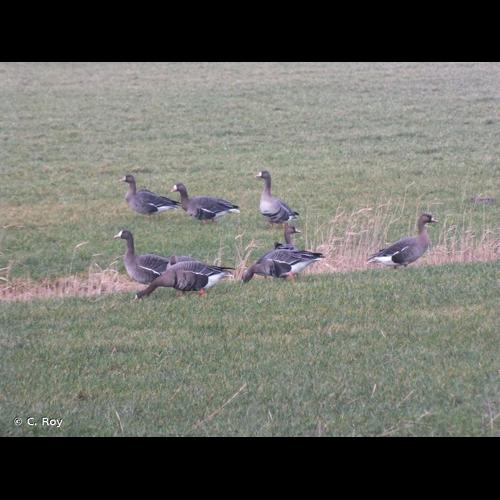 <i>Anser albifrons</i> (Scopoli, 1769) © C. Roy