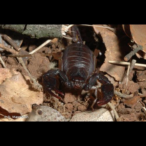 <i>Euscorpius flavicaudis</i> (De Geer, 1778) © D. Massemin