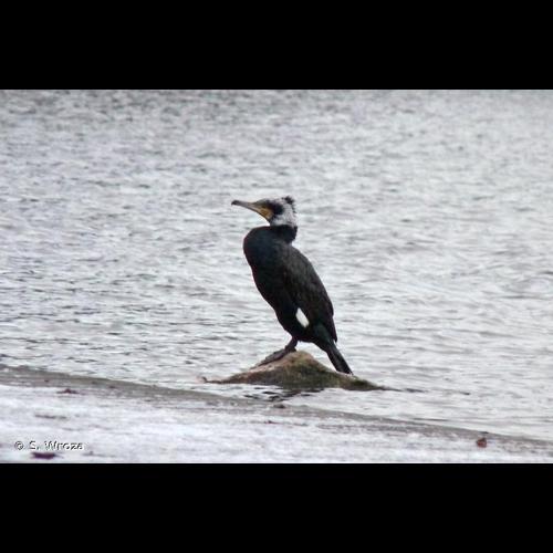 <i>Phalacrocorax carbo sinensis</i> (Staunton, 1796) &copy; S. Wroza