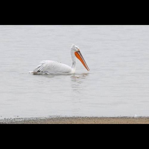 <i>Pelecanus crispus</i> Bruch, 1832 &copy; J.P. Siblet