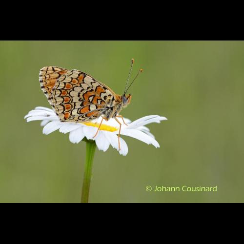 <i>Melitaea phoebe</i> (Denis & Schiffermüller, 1775) © Johann Cousinard