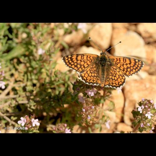 <i>Melitaea cinxia</i> (Linnaeus, 1758) © J. LAIGNEL