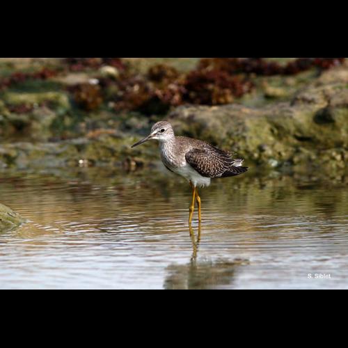 <i>Tringa flavipes</i> (Gmelin, 1789) © S. Siblet
