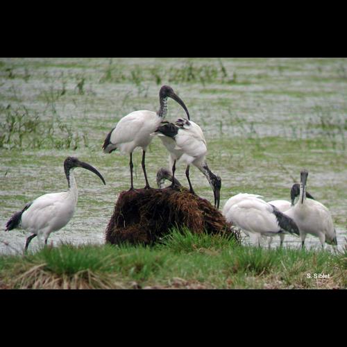 <i>Threskiornis aethiopicus</i> (Latham, 1790) © S. Siblet