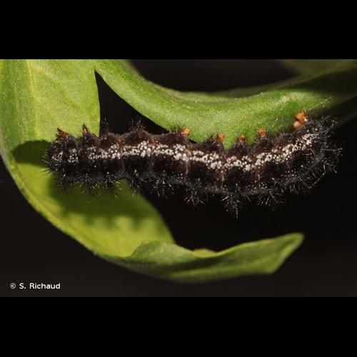 <i>Euphydryas aurinia</i> (Rottemburg, 1775) &copy; S. Richaud